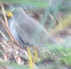 Vanellus senegallus