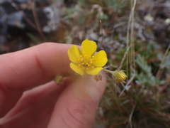 Potentilla glaucophylla