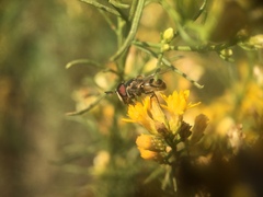 Copestylum marginatum