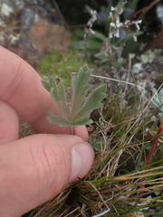Potentilla glaucophylla