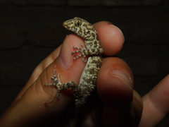 Tenuidactylus caspius