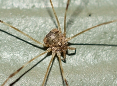 Leptobunus parvulus