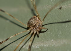 Leptobunus parvulus