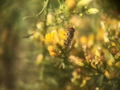 Copestylum marginatum