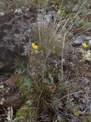 Potentilla glaucophylla