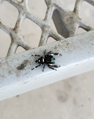 Phidippus regius