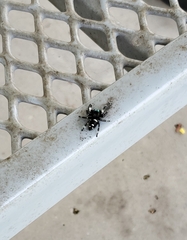 Phidippus regius