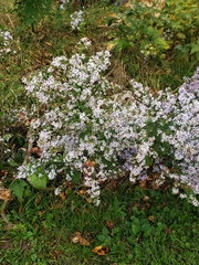 Symphyotrichum cordifolium