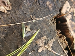 Chrysopa nigricornis