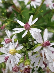 Symphyotrichum cordifolium