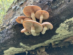 Armillaria ostoyae