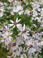 Symphyotrichum cordifolium