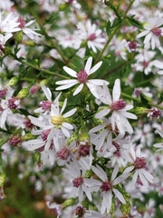 Symphyotrichum cordifolium