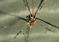 Leptobunus parvulus