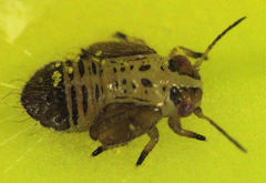 Psylla apicalis