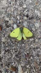 Colias philodice eriphyle