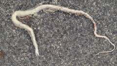 Masticophis taeniatus