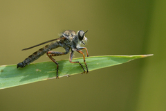 Neomochtherus willistoni