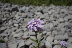 Iberis