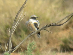 Oenanthe hispanica