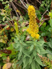 Solidago spathulata