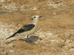 Oenanthe hispanica