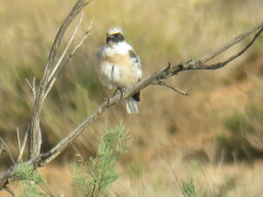 Oenanthe hispanica