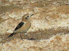 Oenanthe hispanica