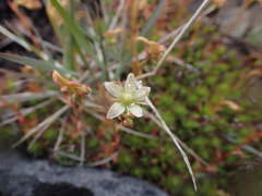 Saxifraga bronchialis