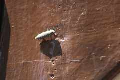 Chrysobothris