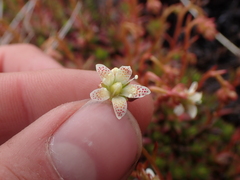 Saxifraga bronchialis