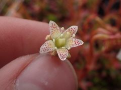 Saxifraga bronchialis