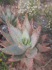 Aloe perfoliata