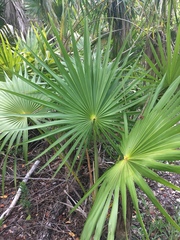 Thrinax radiata