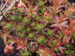 Saxifraga bronchialis