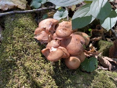 Armillaria ostoyae