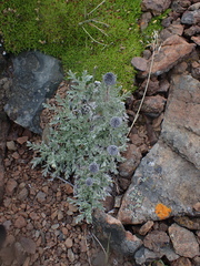 Phacelia sericea