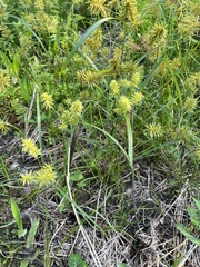 Cyperus croceus