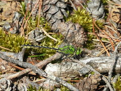 Ophiogomphus cecilia