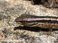 Liolaemus schroederi