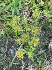 Cyperus croceus