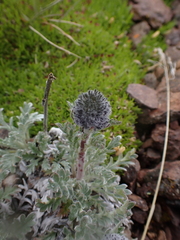 Phacelia sericea