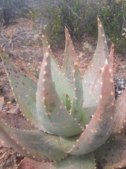 Aloe perfoliata