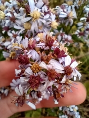 Symphyotrichum cordifolium