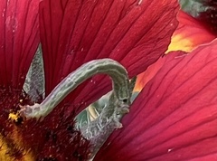 Trichoplusia ni