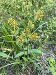 Cyperus croceus