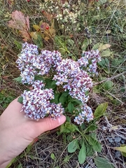 Symphyotrichum cordifolium