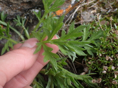 Artemisia norvegica
