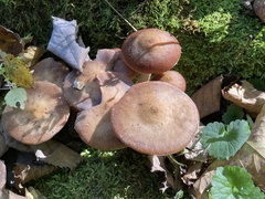 Armillaria ostoyae