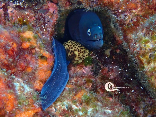 Black Moray